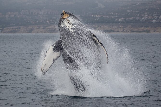 Luxury Whale Watching: Fewer People, Extra Speed, Expert Staff - Exceptional Customer Satisfaction Ratings
