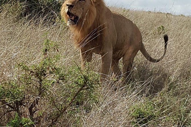Maasai Mara Game Reserve - Wildlife Experiences and Activities