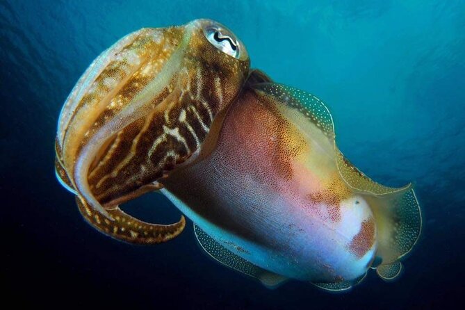 Make a Private Try Dive, for Your First Scuba Experience! - Certification Requirement and Alternatives