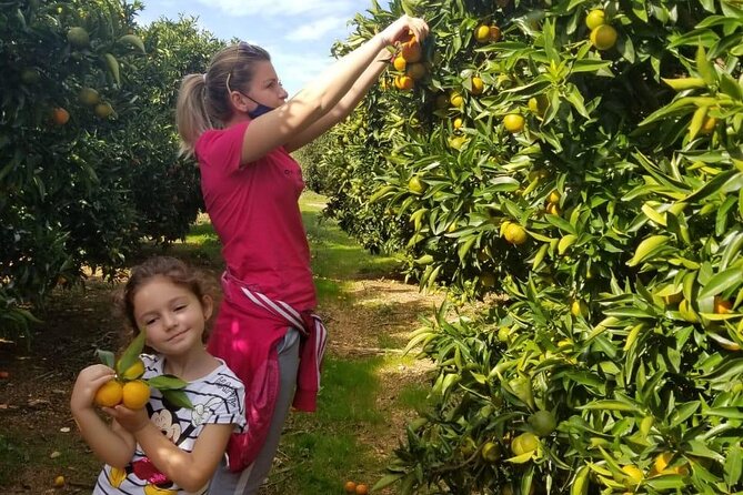 Mandarina Farming Tour With Food and Drink Tasting in Albania - Fruit Picking Traditions