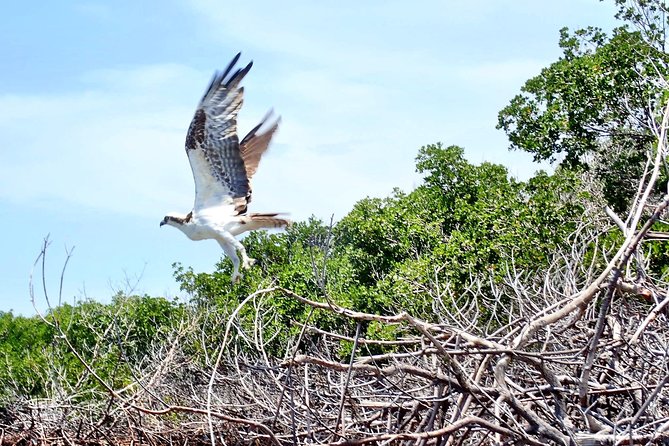 Mangrove Tunnel Kayak Eco Tour - Meeting and Pickup Details
