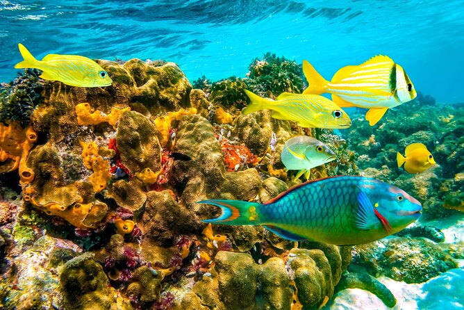 Margaritaville/Jeski Tour or Snorkeling in Montego Bay - Additional Tour Options