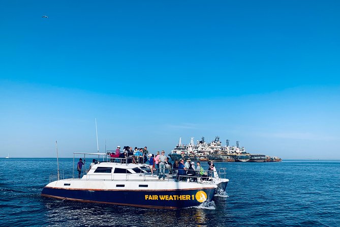 Marine Dolphin Seal Cruise - Traveler Feedback and Recommendations