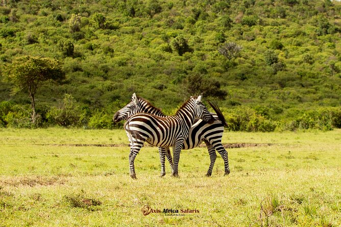 Masai Mara 3 Days Tour Safari Private 4WD Landcruiser - Game Drives in Maasai Mara