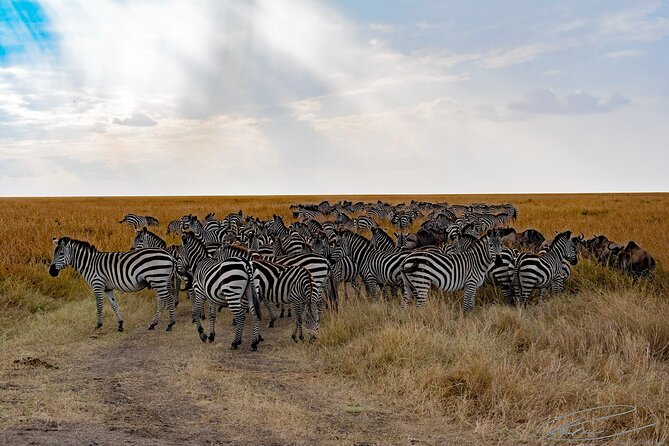 Masai Mara 3Days Safari Adventure - Health and Safety Considerations