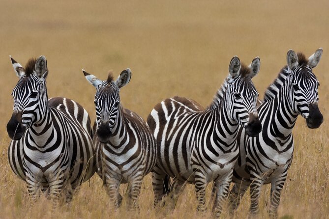 Masai Mara Game Drive - What to Bring