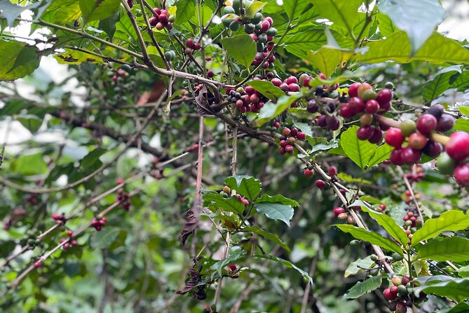 Materuni Waterfalls & Coffee Tour - Lunch and Local Cuisine