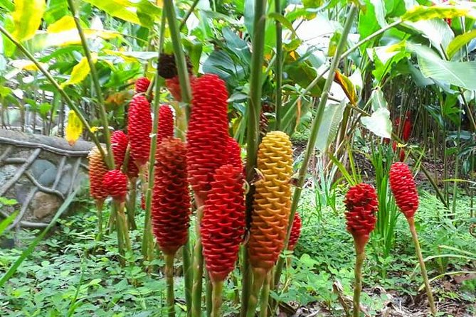 Mayan Eden Eco Wildlife Park, City Tour & Private Transfer - Chocolate and Rum Factories