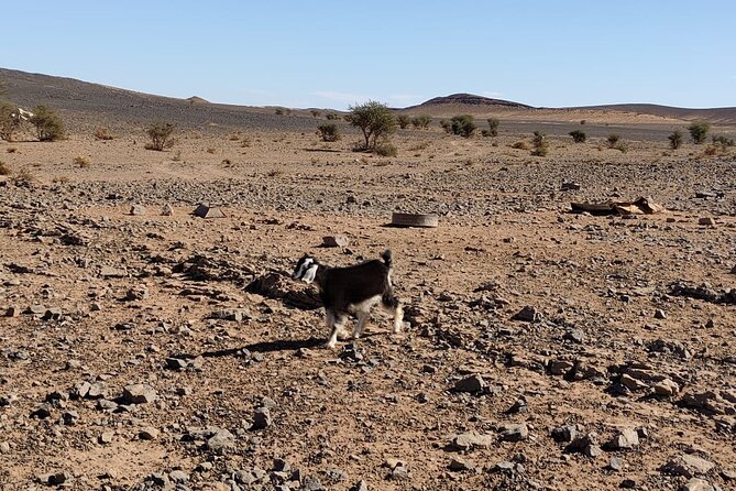 Merzouga Desert Tours -By 4x4 With Nomads Visit - Important Information for Travelers