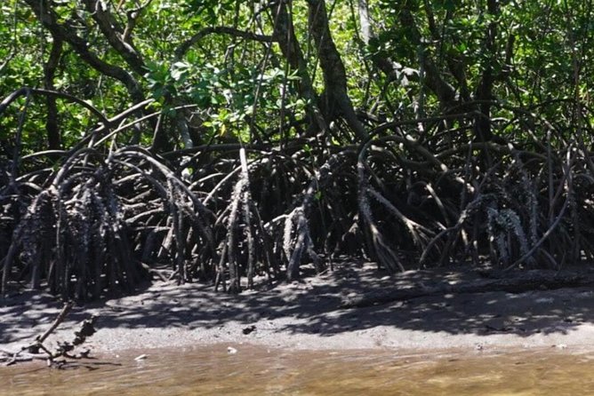 Mida Creek Boardwalk and Canoa Ride - Visiting the Giriama Village Experience