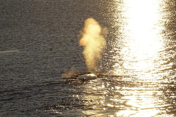 Midnight Sun Whale Watching From Reykjavik - Tips for an Enjoyable Tour