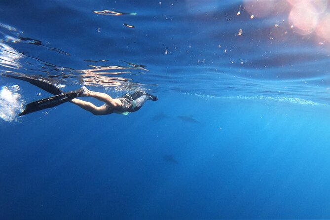 Mobula Ray Ocean Safari Day Trip - Cancellation Policy