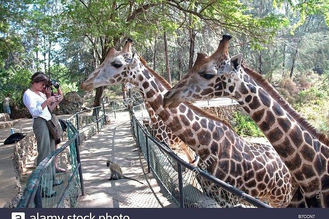 Mombasa City Tour, Fort Jesus and Haller Park - Traveler Feedback and Ratings