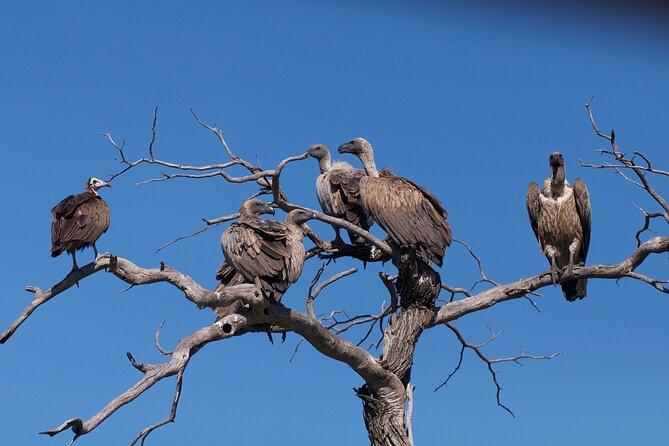 Moremi Full Day Trip In The World Renowned Moremi Game Reserve - Frequently Asked Questions