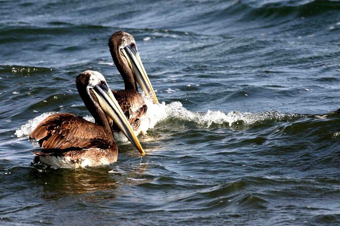Morning: Ballestas Island Tour From Paracas With Entrances - Guided Tour Experience