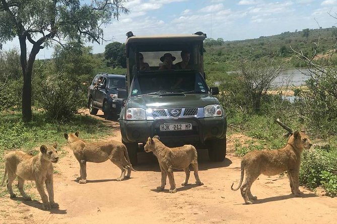 Morning Safari in Kruger National Park From Hazyview (Am Knp) - Traveler Reviews and Feedback