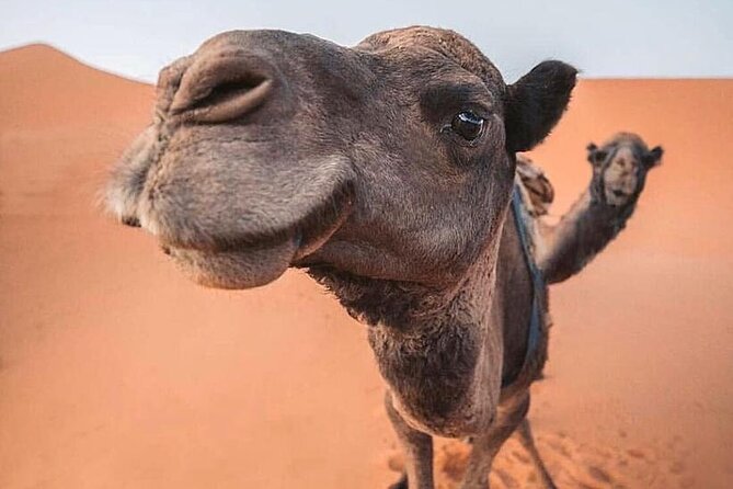 Morning Thrilling Dune Bashing , Send Boarding & Camel Ride - Dune Bashing Experience