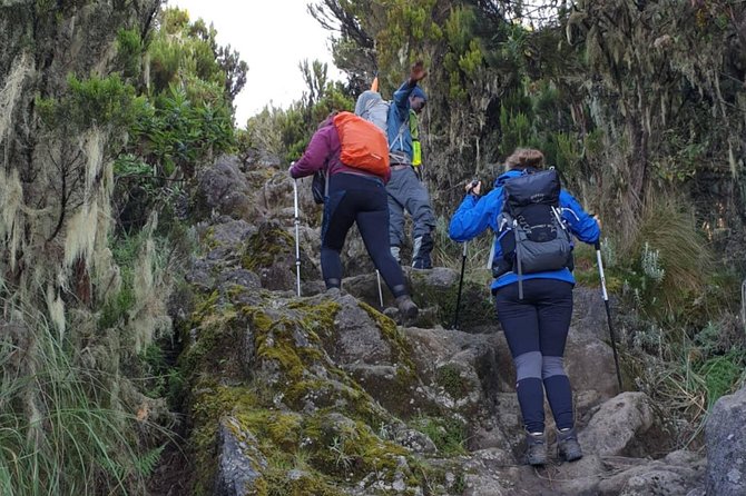 Mount Kilimanjaro Trek 7-Days: Lemosho Route - Pricing and Cancellation Policy