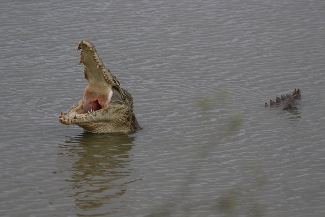 Nairobi National Park Guided Tour - Reviews and Ratings