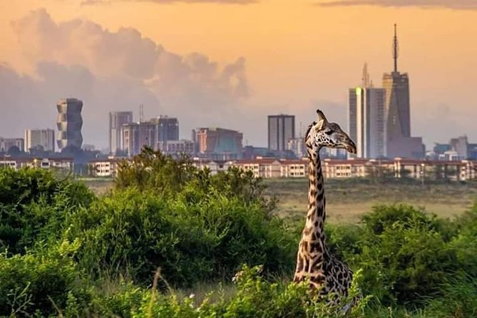 Nairobi National Park Half Day Tour - Accessibility Features