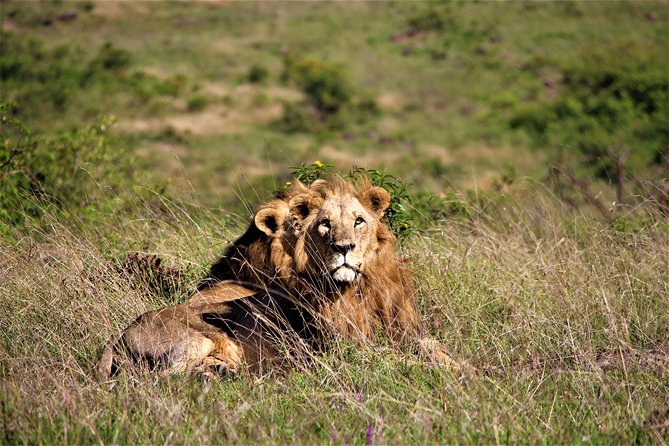 Nairobi National Park Half Day Tour - Tips for Visitors