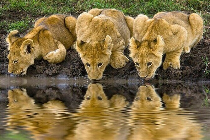 Nairobi National Park Safari With a Visit to Giraffe Center. - Pricing and Cancellation