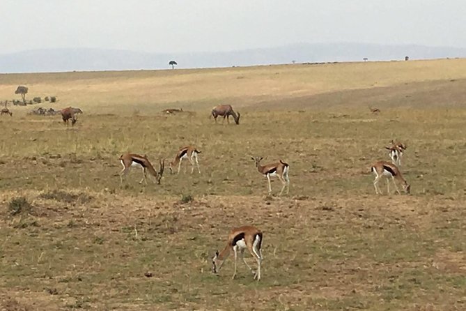 Nairobi Safari Walk Half Day Tour - Preparing for the Tour