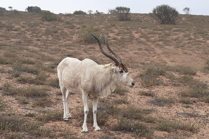 National Park Visit Souss Massa (Endangered Animals) - Wildlife Sightings