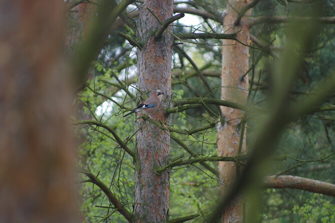 Nature Walk and Wildlife Tour Review - Participant Experiences