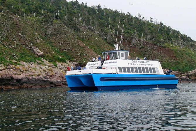 Newfoundland Puffin and Whale Watch Cruise - Cancellation Policies Explained