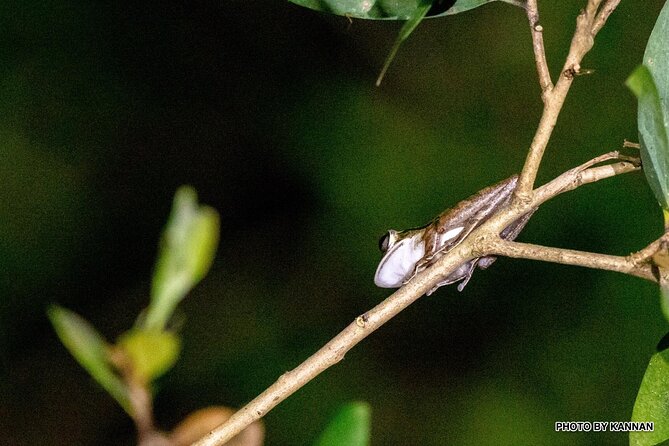 Nocturnal Secrets: A Mangrove Adventure - Pricing and Booking Details