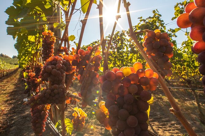 Okanagan Falls Wine Tour Full Day Guided With 5 Wineries - Cancellation Policy