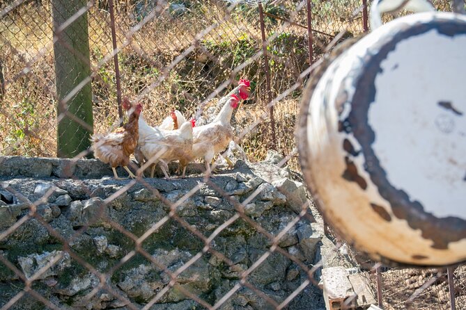 Olive Oil Farm to Fork Experience & Short Walking Tour of Kotor - Booking and Cancellation