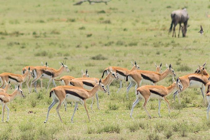 Olpejeta, Lake Naivasha, Masai Mara 5 Days Private Kenya Jeep Tour - Pricing Details
