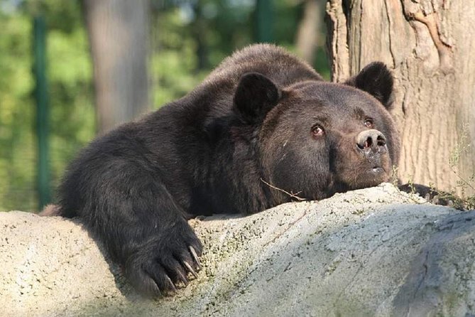 One Day Trip Bear Sanctuary Dracula Castel and Rasnov Fortress From Brasov - Bear Sanctuary Experience