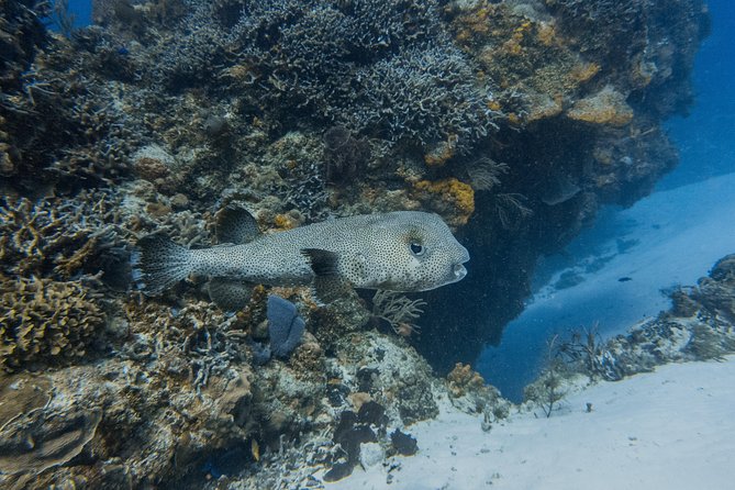 Open Water Course Cozumel - Diving Experience