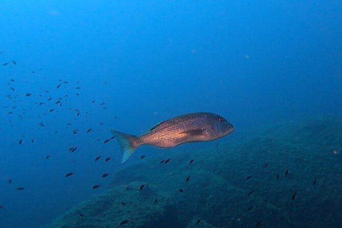 Open Water Diver Course - Certification and Requirements