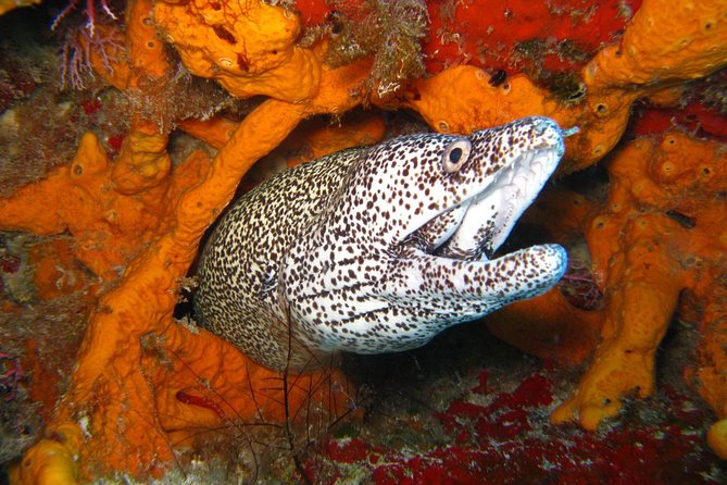 PADI Scuba Dive Course in Costa Adeje - Equipment Provided