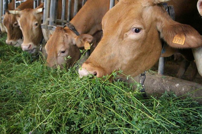 Parmigiano Reggiano Cheese Factory Tour & Tasting Experience - Scenic Rural Landscape