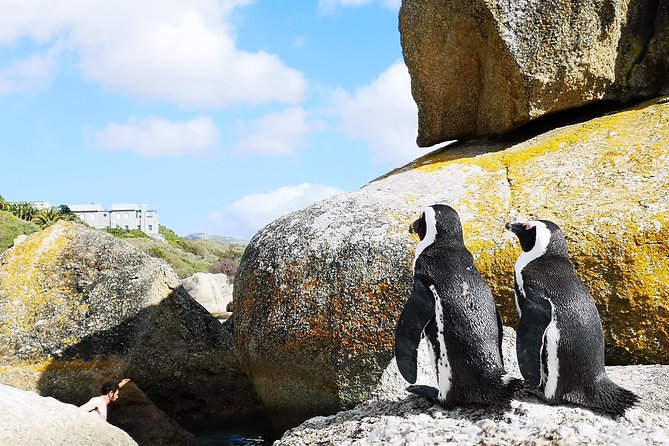 Penguin Time! Private Peninsula Experience. - Personalized Itinerary Options