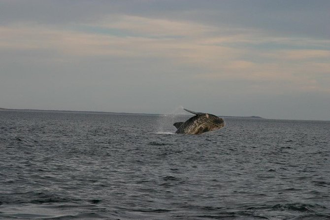 Peninsula Valdes Private Tour - Booking and Cancellation