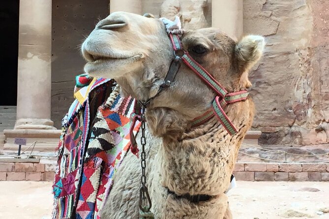 Petra Back Entrance Private Walking Tour | Guide Sami Nawafleh - Customer Testimonials