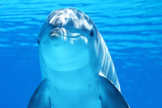 Photo Session With Dolphins With Transfer in Hurghada - Customer Feedback and Insights