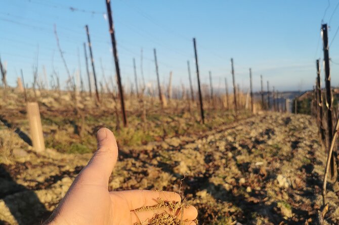 Piemonte Organic Wine Tasting and Cellar Visit With Wine Maker  - Langhe-Roero and Monferrato - Opportunity to Engage With Local Wine Culture