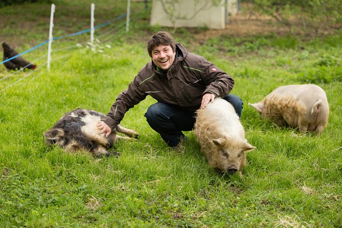 Pigs Are Petting in the Waldviertel - Exploring the Edermühle