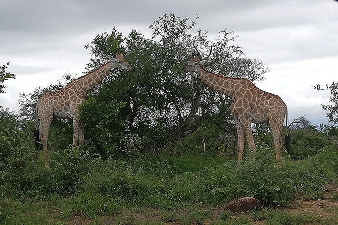 Pilanesberg Full Day Safari Private - Pickup Locations