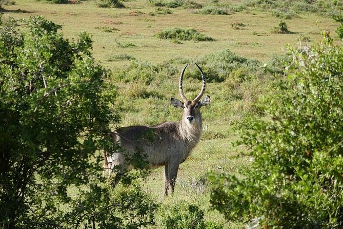Pilanesberg Wildlife Safari - Accessibility and Participation