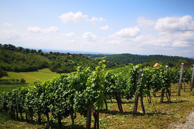 Plesivica Countryside Wine Tasting - Reviews and Feedback