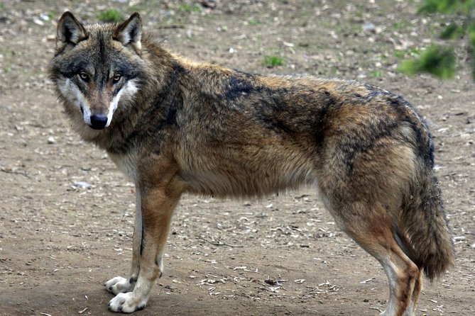 Prague Zoo Admission Ticket Including Round Trip Transfer - Tips for Your Visit