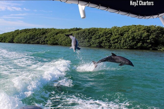 Private 2 Hour Mangrove Ecotour - Mangrove Ecosystem